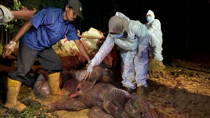 Gajah Sumatera Ditemukan Mati di Lahan PT. Riau Abadi Lestari Bengkalis