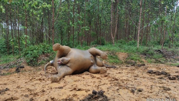 Gajah yang Ditemukan Mati di Area PT RAL Bengkalis Mengandung 22 Bulan Gajah yang Ditemukan Mati di Area PT RAL Bengkalis Mengandung 22 Bulan