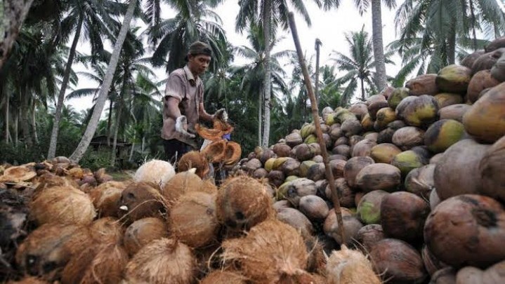 Di Riau Harga Kelapa Sepekan ke Depan Naik Di Riau Harga Kelapa Sepekan ke Depan Naik
