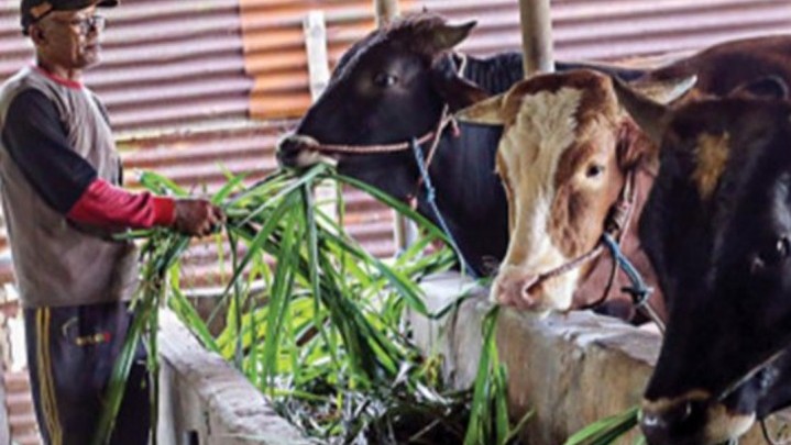 Terpapar PMK, Lima Sapi di Rokan Hulu Kondisinya Membaik