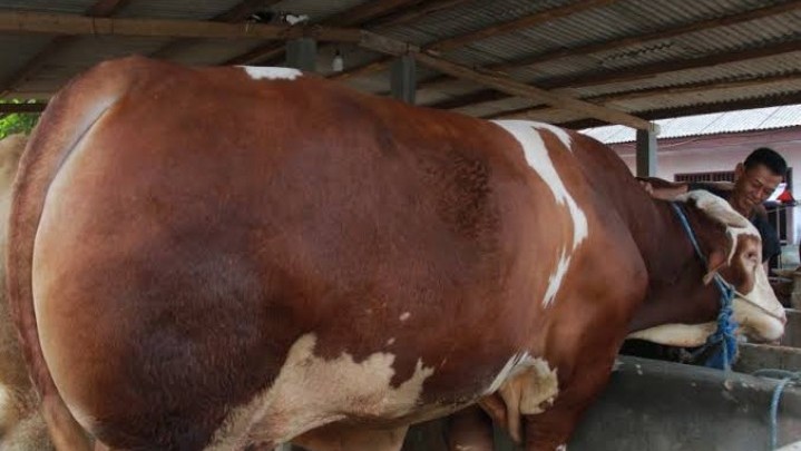 Sapi Kurban Presiden untuk Riau Mulai Diseleksi Sapi Kurban Presiden untuk Riau Mulai Diseleksi