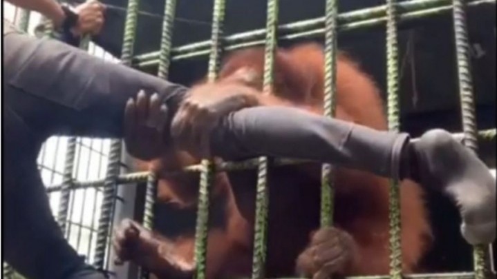 Pria Ditarik Orang Utan di Kebun Binatang Kasang Kulim, Ini Respon BBKSDA Pria Ditarik Orang Utan di Kebun Binatang Kasang Kulim, Ini Respon BBKSDA