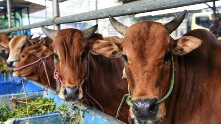 Gubri Syamsuar Keluarkan SE Dorong ASN Ikuti Kurban Melalui Pemprov Gubri Syamsuar Keluarkan SE Dorong ASN Ikuti Kurban Melalui Pemprov