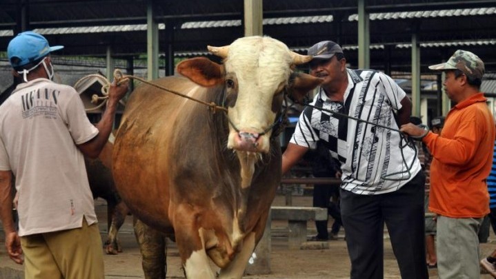 Berikut Daerah di Riau yang Sudah Terpapar PMK Hewan Ternak