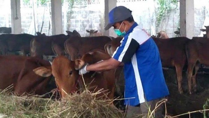 Tindakan Pengobatan Dilakukan pada Hewan Ternak Terjangkit PMK di Riau