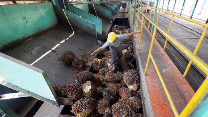 Bupati dan Walikota di Riau Didorong Bentuk Kelembagaan Pengikat Perjanjian dengan Pabrik Kelapa Sawit