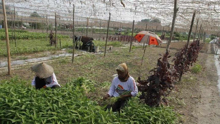 Perkebunan di Pekanbaru akan Diverifikasi Ulang Perkebunan di Pekanbaru akan Diverifikasi Ulang