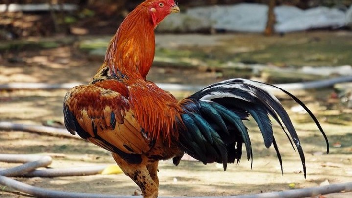 Peternak di Thailand Beri Pakan Ganja ke Ayam, Ini Alasannya Peternak di Thailand Beri Pakan Ganja ke Ayam, Ini Alasannya