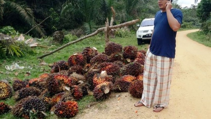 Naik Tipis, Ini Harga Sawit di Riau Sepekan ke Depan Naik Tipis, Ini Harga Sawit di Riau Sepekan ke Depan