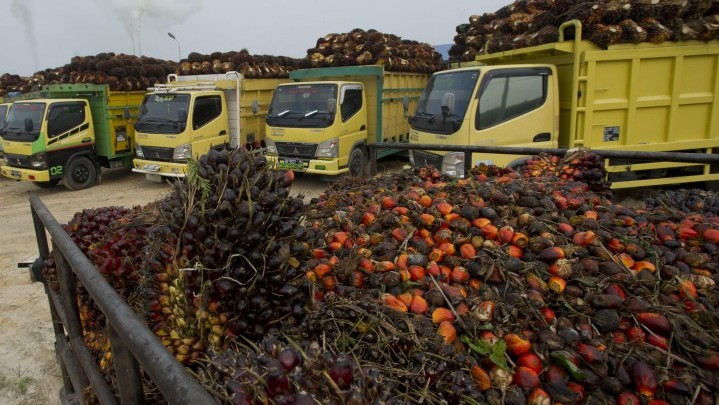 Usai Kebijakan Larang Ekspor, CPO Terjungkal 87 Persen Usai Kebijakan Larang Ekspor, CPO Terjungkal 87 Persen