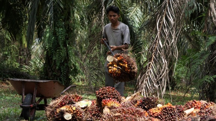 Harga Tandan Buah Sawit Anjlok ke Rp800 per Kilogram Harga Tandan Buah Sawit Anjlok ke Rp800 per Kilogram