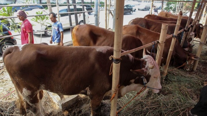 Kebutuhan Hewan Kurban di Pekanbaru Diprediksi 8 Ribu Ekor Sapi dan Kerbau