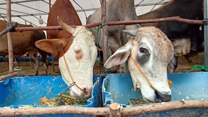 Tiga Provinsi Ini Pasok Ribuan Hewan Kurban ke Riau Tiga Provinsi Ini Pasok Ribuan Hewan Kurban ke Riau