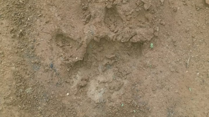 Harimau Sumatera Mangsa 6 Kambing Peliharaan Warga Harimau Sumatera Mangsa 6 Kambing Peliharaan Warga