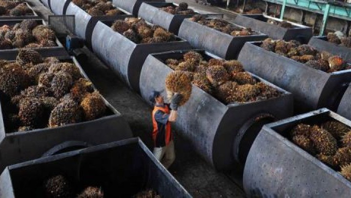 Berikut Gambaran Harga Minyak Sawit Mentah Sepekan Terakhir
