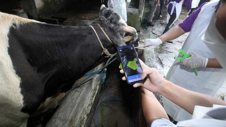 PMK di Riau: 84 Ekor Sapi Berhasil Sembuh PMK di Riau: 84 Ekor Sapi Berhasil Sembuh