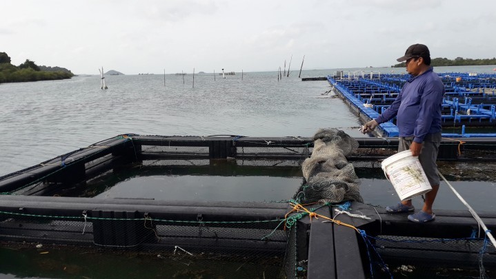 Berikut Bantuan Pemprov Riau Usia Meranti Ditetapkan KKP Sebagai Sentra Ikan Kakap Putih