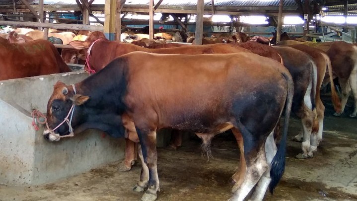 Masyarakat Riau Diminta Berkurban Gunakan Sapi Lokal