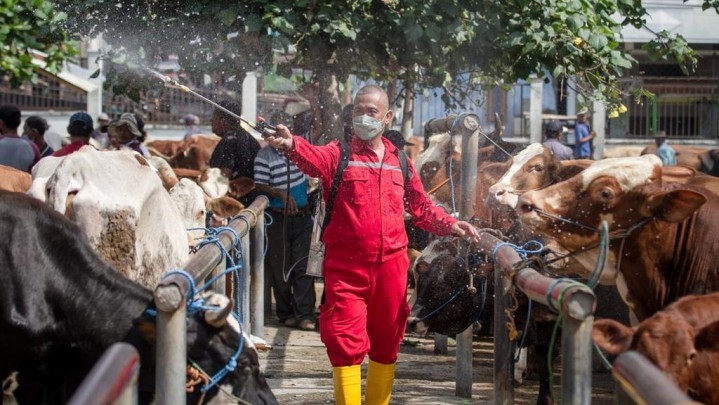 Ternyata Sudah 214 Ribu Ternak Terpapar PMK di Indonesia