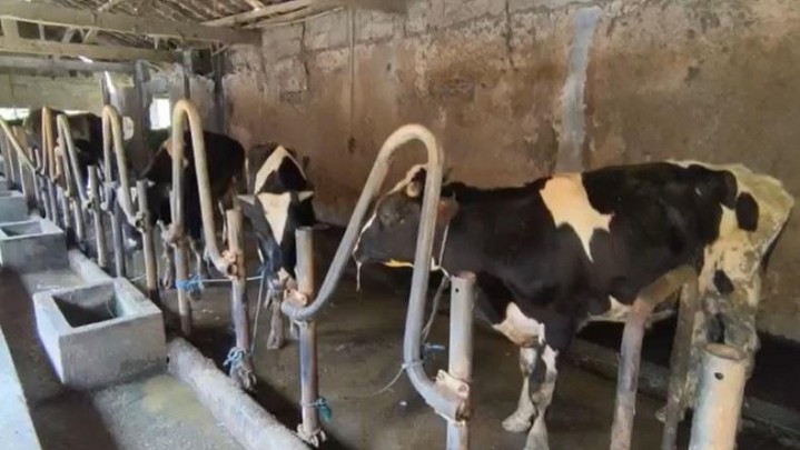 Ini 6 Daerah di Riau yang Ditemukan PMK Hewan Ternak