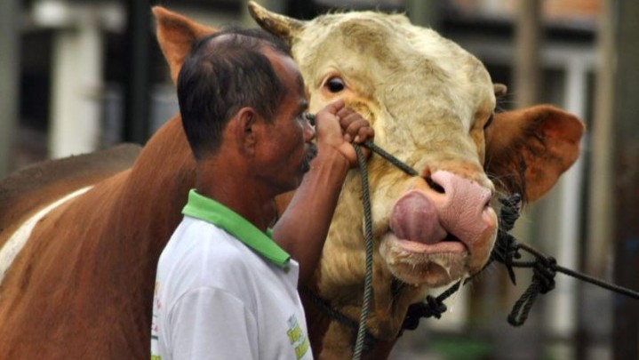 Ribuan Vaksin untuk Ternak Terjangkit PMK akan Diterima Riau Ribuan Vaksin untuk Ternak Terjangkit PMK akan Diterima Riau