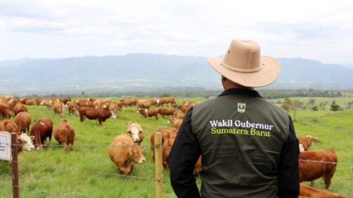 Hewan Terjangkit PMK Menurut Wagub Sumbar Aman Dikonsumsi