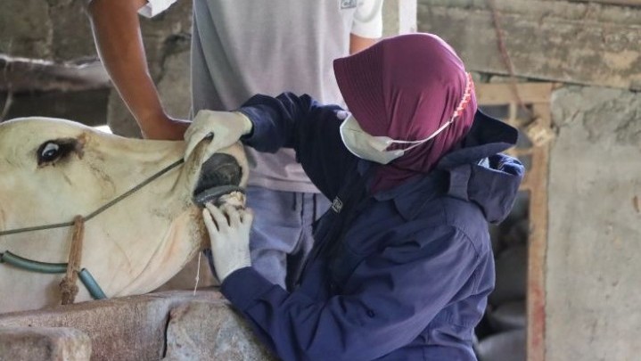 Setelah Periksa Ribuan Hewan Kurban Antisipasi PMK, Berikut Temuan Distankan Pekanbaru