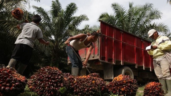 Harga Sawit Petani 'Rontok' Rp 600 per Kilogram Harga Sawit Petani 'Rontok' Rp 600 per Kilogram
