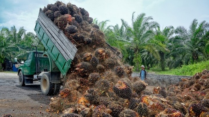 Analisa Harga Minyak Sawit Mentah, Pabrik Kelapa Sawit Malaysia Hentikan Produksi Analisa Harga Minyak Sawit Mentah, Pabrik Kelapa Sawit Malaysia Hentikan Produksi