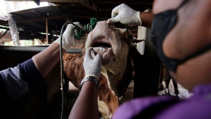 Jalur Darat dan Laut Masuk Dumai Dijaga Ketat Cegah PMK