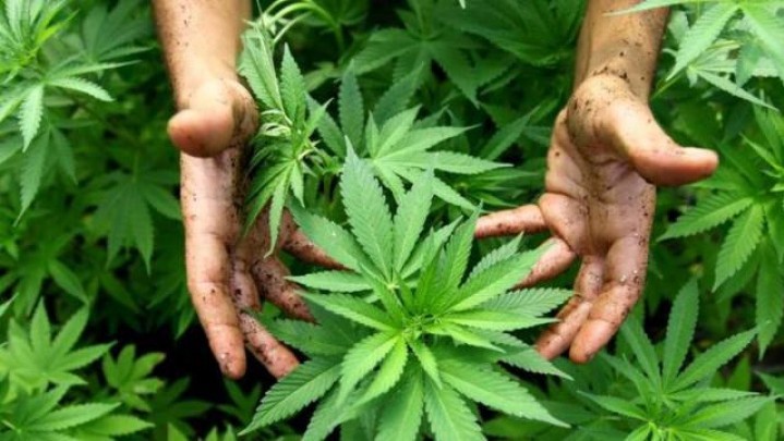 Legalitas Ganja, Direktur Halal Watch Ingatkan Pemerintah Jangan Latah