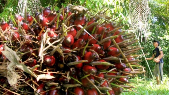 Seluruh Gubernur di Sumatera Minta Pemerintah Pusat Cepat Mengatasi Anjloknya Harga Sawit Seluruh Gubernur di Sumatera Minta Pemerintah Pusat Cepat Mengatasi Anjloknya Harga Sawit
