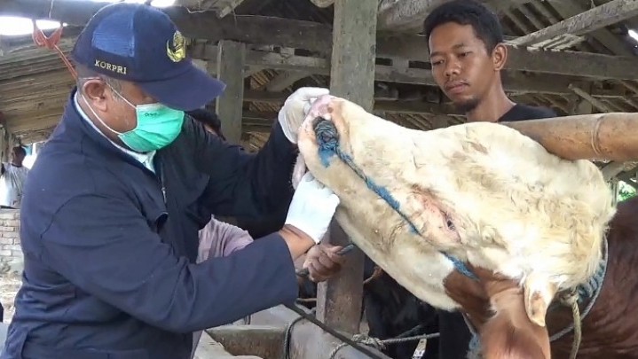 Riau Tertinggi ke 16 Kasus PMK Secara Nasional