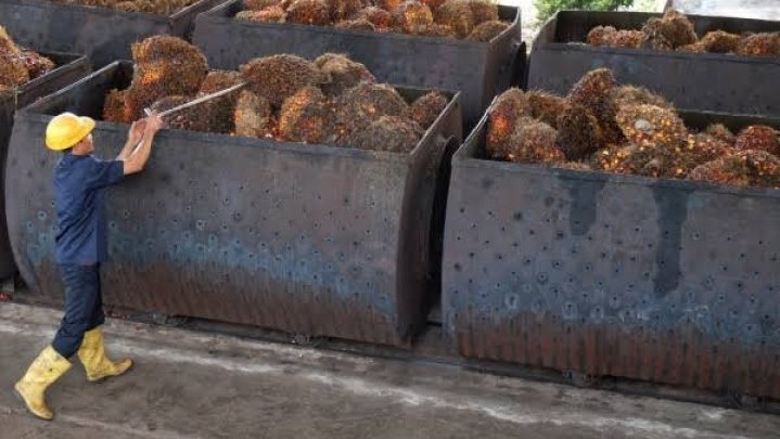 Berikut Penjelasan Disbun Riau Turunnya Harga Minyak Sawit Mentah Berikut Penjelasan Disbun Riau Turunnya Harga Minyak Sawit Mentah