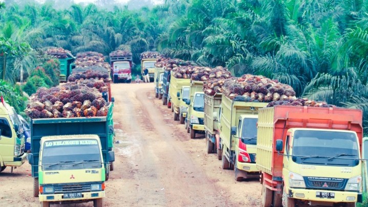 Paling Lama 2 Minggu, Bupati Minta Pemerintah Normalkan Harga TBS Sawit Paling Lama 2 Minggu, Bupati Minta Pemerintah Normalkan Harga TBS Sawit