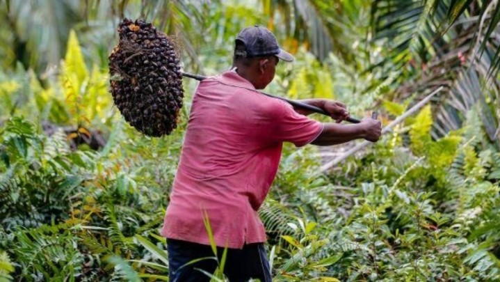 Harga TBS Sawit RI Anjlok, Manko Luhut Malah Salahkan Ukraina Harga TBS Sawit RI Anjlok, Manko Luhut Malah Salahkan Ukraina