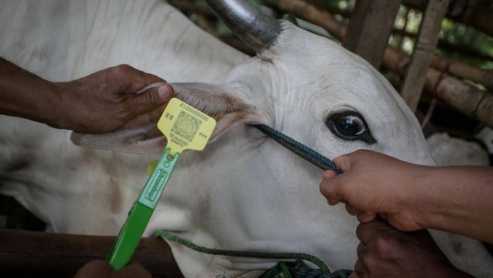 Pekanbaru Masih Kekurangan Vaksin Ternak Cegah PMK Pekanbaru Masih Kekurangan Vaksin Ternak Cegah PMK