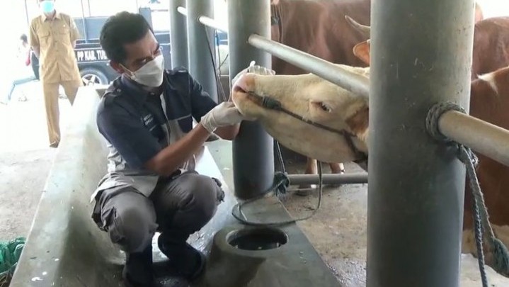 PMK Ternak Merebak, Sekda Kuansing Ikut Sosialisasi