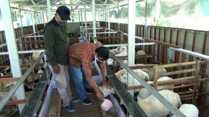 Puluhan Kambing di Peternakan Kota Batam Mati, Duduga Karena Kelelahan Puluhan Kambing di Peternakan Kota Batam Mati, Duduga Karena Kelelahan