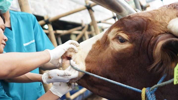 Baru 70 Persen Hewan Kurban di Pekanbaru yang Diperiksa Kesehatannya Baru 70 Persen Hewan Kurban di Pekanbaru yang Diperiksa Kesehatannya