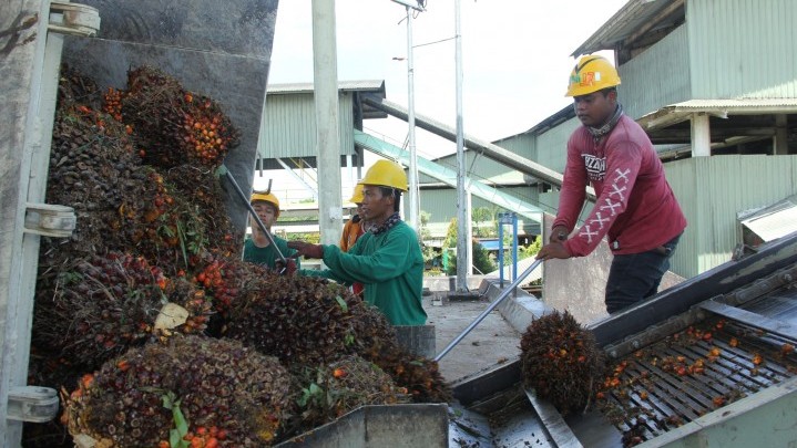 Tata Kelola Industri Sawit di 29 Provinsi akan Diaudit BPKP