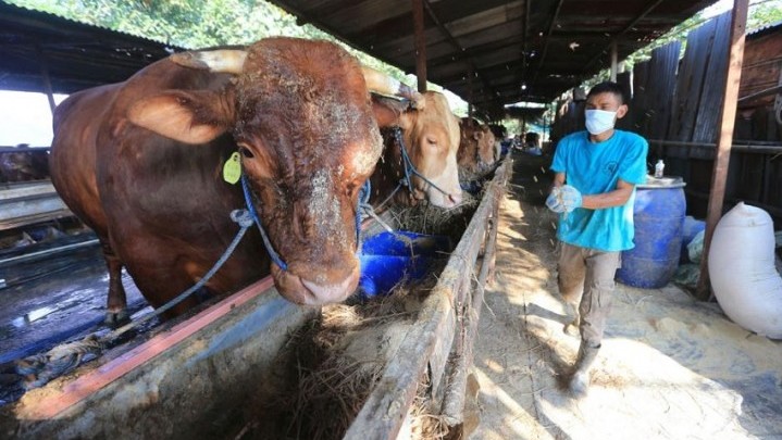 Sebanyak 37 Hewan Kurban Disalurkan Pemko Dumai