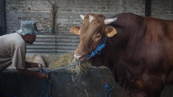 Beberapa Masjid di Bukittinggi jadi Korban Hewan tak Diantar Penyedia Kurban Beberapa Masjid di Bukittinggi jadi Korban Hewan tak Diantar Penyedia Kurban