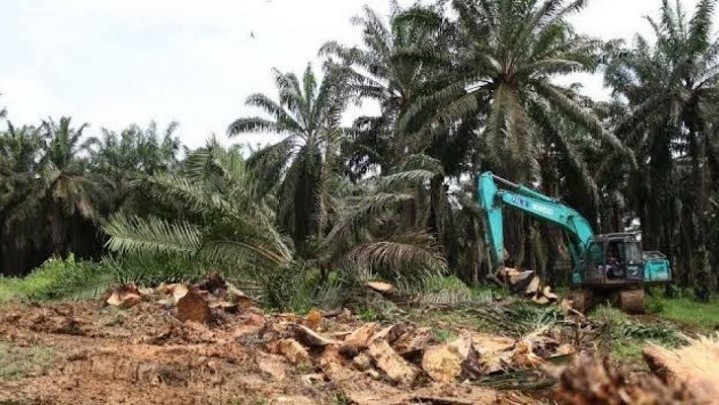 Realisasi Program Replanting Sawit Rakyat di Siak Rendah