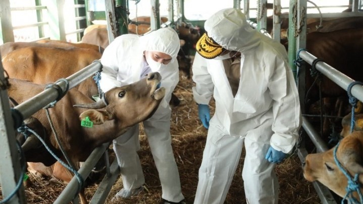 Tahap Pertama, Riau Sudah Suntikkan 7.400 Dosis Vaksin PMK pada Ternak Tahap Pertama, Riau Sudah Suntikkan 7.400 Dosis Vaksin PMK pada Ternak