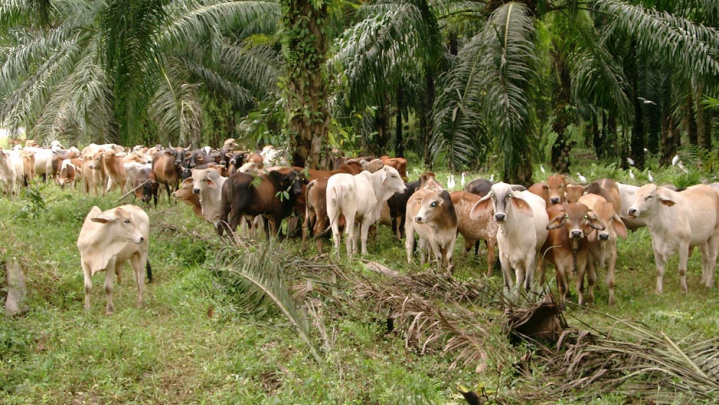 Integrasi Sawit-Sapi, Ini Kata Sekdaprov Riau