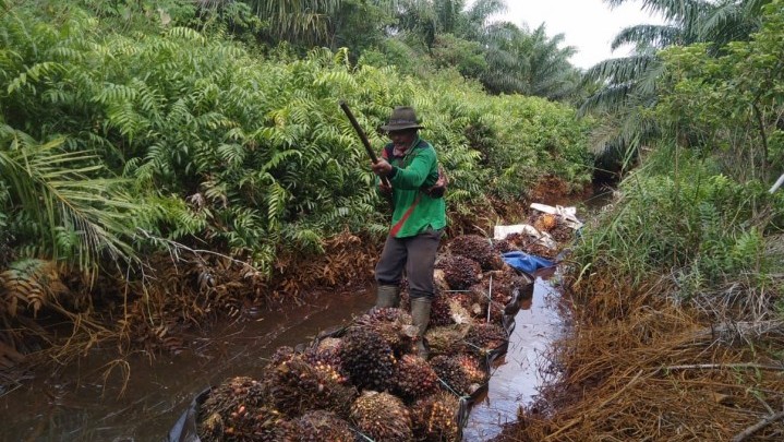 Harga Sawit Terus Anjlok, Apkasindo Kirim Surat Khusus pada Presiden Harga Sawit Terus Anjlok, Apkasindo Kirim Surat Khusus pada Presiden
