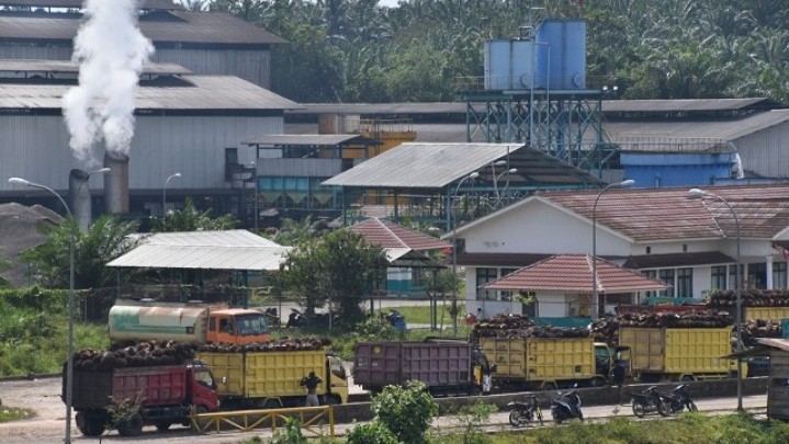 Warga Tempatan Kata Mendagri Harus Dapatkan Nilai Tambah dari Investasi Sawit Warga Tempatan Kata Mendagri Harus Dapatkan Nilai Tambah dari Investasi Sawit