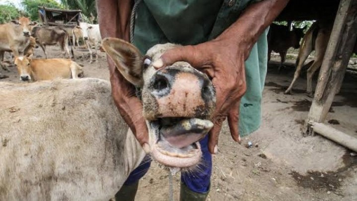 PMK Ternak, Sekdaprov Riau: Perkembangannya Luar Biasa PMK Ternak, Sekdaprov Riau: Perkembangannya Luar Biasa