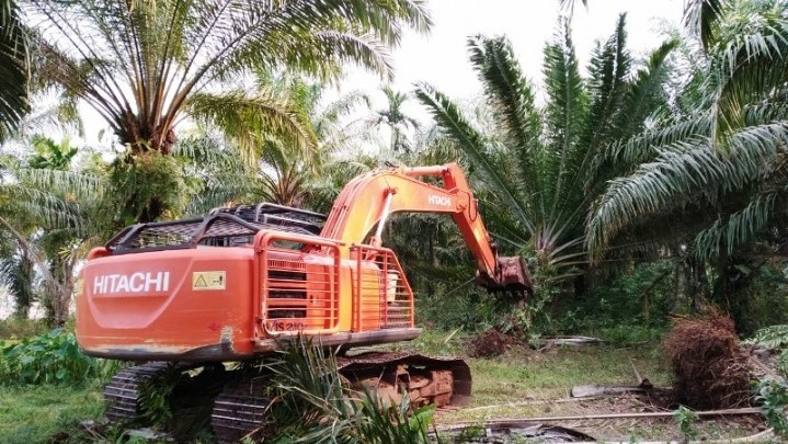 Replanting Kelapa Sawit di Riau, Berikut Sebaran Kuota yang Didapat Setiap Daerah